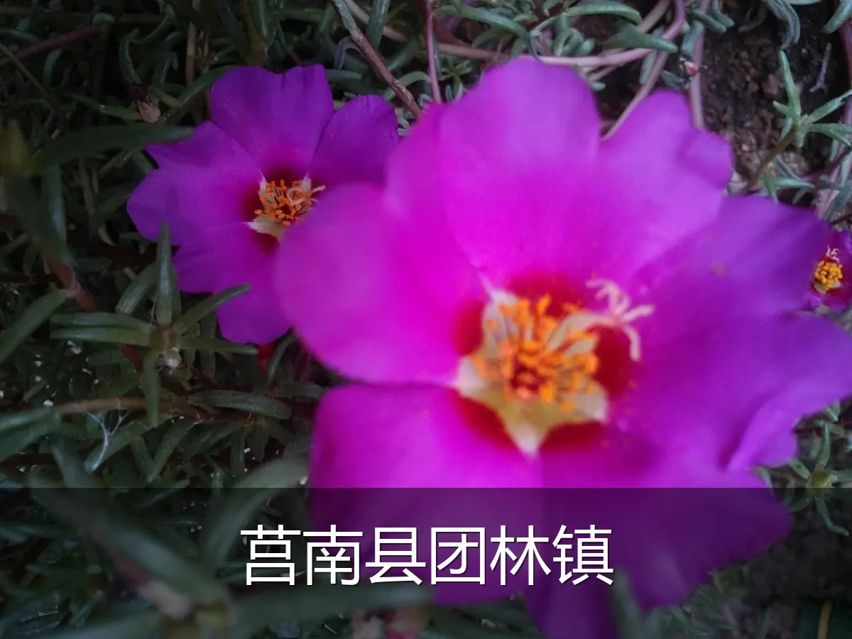 莒南县团林镇
